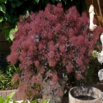 묘목 안개나무(더스키메이든)  _ 수고 60~70cm 포트묘 [] 조경수/정원수/K0548 : 카카호호1