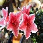 묘목 아젤리아(핑크스타) _ 포트묘 [2개묶음] 조경수/정원수/K0638 : 카카호호1