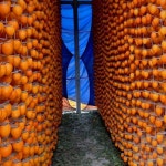 곶감만들기 곶감핀 곶감걸이 : 포디앤