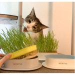 모리네 고양이 캣그라스 무농약 고양이풀 수경재배 키트 캣그라스 라임 키트(씨앗1회분) : 모아샵s
