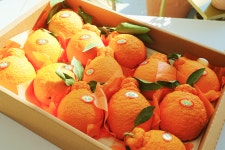 프리미엄 제주 산지직송 고당도 한라봉5kg 과일선물 세트 부모님선물 설 추석 명절 자연섬김 : 자연섬김푸르본