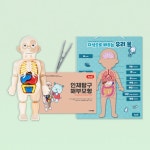 우리몸 해부모형 인체탐구 자석 학습벽보2종 돌봄교실 아동 유치원 키즈 : 아이위니