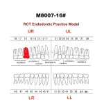 5Pcs 치과 근관 펄프 충치 모델 내치과 실습 RCT 타이포돈트 M8007 11# 14# 16# 21# 33# 34# 35# 36# 44# 45# 스터디 티치... 