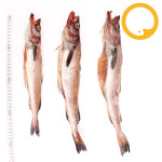 손질 코다리 반건조, 국내가공 / 1-1.5kg 4마리 명태 구이 찜 : 바다받아