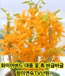 화이어버드 덴드로비움 대품 봉우리 형성중 : 팜 이연숙TV난원