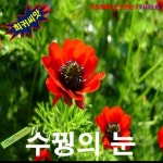 야생씨앗 아도니스 여름복수초 수꿩의눈 15립 : 더온리빙