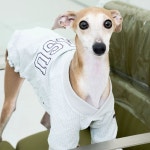 아이쥐 패딩 이탈리안그레이하운드 S A. 이의 안전을 위해 시 및 교환이 불가, A. 1 : jigubyeol