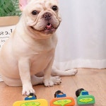 반려동물 털관리 빗 애완견 고양이 털빠짐 제거 그루밍 브러시 빗질 도구 셀프미용 : 에브리 리빙라이프