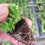 다육모종 별솔세덤 5개 : 사랑장소