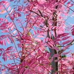 참죽나무 플라밍고 묘목 노지월동 정원수 : 더블유가든센터