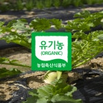 꼬마무우 4kg 하늘농부유기농 무우 친환경 김치용 국내산 단단한무 채소 무 무농약이상 4kg, 1개 : 하늘농부유기농