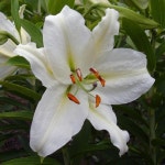 백합구근 백합(크리스탈블랑카)구근 다섯개  DR018 : 선주네