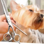 틴닝 강아지 미용 가위 반려동물 애견 미용 가위 숱가위 셀프 : 문구 가구 학생 가성비 홈