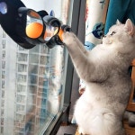 (다올)고양이 장난감 탁구왕 움직이는 : 다올마차