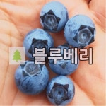 블루베리나무 묘목 스타 3년생 2개 : 목림원예