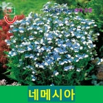 (씨앗나라) 네메시아 블루앤화이트 씨앗 15립 : 후니몰돈쇼핑