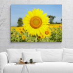 풍수 인테리어 거실 현관 해바라기 캔버스 그림 액자 : 아트칸