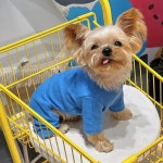 순수 코튼 개 옷 5 색 소년 & 소녀 잠옷 Onesies 작은 중형 강아지 새끼 고양이 점프 슈트 Pijamas Chiwawa Yorkie : THS인터내셔널