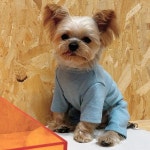 순수 코튼 개 옷 5 색 소년 & 소녀 잠옷 Onesies 작은 중형 강아지 새끼 고양이 점프 슈트 Pijamas Chiwawa Yorkie : THS인터내셔널