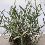 채끝마삭 야생화 상록덩굴 마삭줄 무늬잎 지피식물 담장 조경식물 C01 : 꽃담원