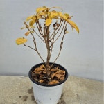 진달래 묵은둥이 흰색 야생화 정원 조경 화단꾸미기 거실화분 다년생 C01 : 꽃담원