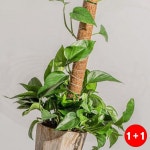 몬스테라코코넛봉수태봉 원예봉 식물 지지대 지주대 수태봉 공간활용 생활편리(1+1옵션 주문수량의 2배수량 배송) : 태봉리2