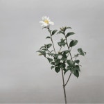 십리향 향기가나는 꽃향기 관상수 꽃나무 정원수 정원 조경 플랜테리어 C01 : 꽃담원