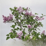 미스김라일락 야생화 향기좋은 꽃나무 정원수 조경수 게화주 노지월동 C01 : 꽃담원