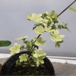 야부데마리 야생화 분홍꽃 노지월동 정원 조경 플랜테리어 하와이꽃 C01 : 꽃담원