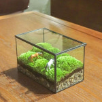 테라리움 케이스 이끼 사각형 방수 투명 식물 키트 장식 생태계 어항 DIY 미니정원 : 플로베이