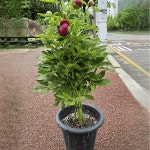 레드참작약 불은작약 초여름개화 다년생 정원 화단 절화용 노지월동 C01 : 꽃담원