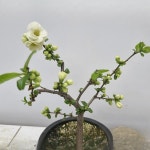 백조 야생화 나비꽃 여름개화식물 다년생 조경 화단 정원식물  가우라 C01 : 꽃담원