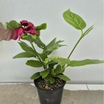 퀴드랭귤라스 시계초 야생화 정원 조경 울타리 노지월동 덩굴성식물 C01 : 꽃담원