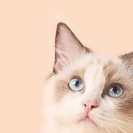 반려동물 털빠짐 제거 원터치 청소 빗 브러시 고양이 강아지 그루밍 미용 도구 : 로즈파파로