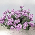 리스본 꽃 나무 향기나는식물 봄꽃 야생화 노지월동 지피식물 C01 : 꽃담원