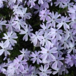 모종/ 꽃잔디(에메랄드) 포트/10개 G1237 : 선주네