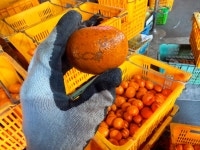 건이농장 제주 서귀포 고당도 못난이귤 박스포함 5kg 10kg : 영농일지