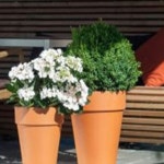 서담스토어 독일 키큰 표준형 토분 14x17cm 클래식 작은토분 : 서담추천샵