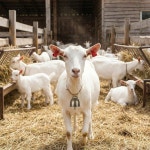 40PCS 소 말 양 방목 구리 종 작은 황동 염소 농장 시끄러운 청동 장거리 철 크리스마스 장식용 (청동) : 쿠쿠글로벌777