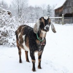 40PCS 소 말 양 방목 구리 종 작은 황동 염소 농장 시끄러운 청동 장거리 철 크리스마스 장식용 (청동) : 쿠쿠글로벌777