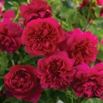 영국장미 (토마스에이베켓) 조경용장미 사계장미 묘목-접목 1년 개화주  KJ881 : 선주네