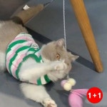 깃털사냥놀 PET 착감김 고양 장난감 고성능 호환성갑 내구성강화 사냥놀(1+1옵션 주문수량의 2배수량 배송) : 태봉리2
