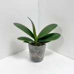 호접란 생화 서양난 화초 농장 모종 개화주 난키우기 꽃필라나 호접난 개화주 : 비유니마켓