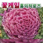 로즈씨앗종자 홍의 적로즈 5g 꽃양배추 전문농가용 : 코코주말농장