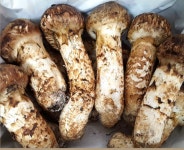 봉화 냉동 송이버섯 1등급 500g 1kg : HIHIgogo