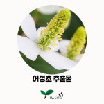 허브애향 어성초추출물 천연재료 50ml : 허브애향-비자림