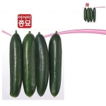 오이씨앗 아시아미인 10립 오이종자 : 팔도인덱스