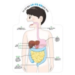 소화과정 모형 만들기 인체 소화기관 이동 원리 학습 교구 1인용 과학교구 : 스테이홀릭