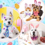 날 및 부활절 도그 보우 타이 칼라 세트 애완동물 조절 가능한 그루밍 홀리데이 액세서리 캣 장식 Eggs and Rabbit : 노리터몰코리아