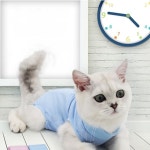 {무료배송} 켈리몰 강아지 고양이 스판 중성화수술복 중성화옷 중성화복 그루밍방지 넥카라대용 : 와후와후